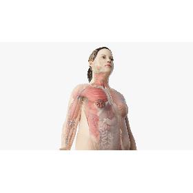 3D模型-3D model Full Obese Female Anatomy